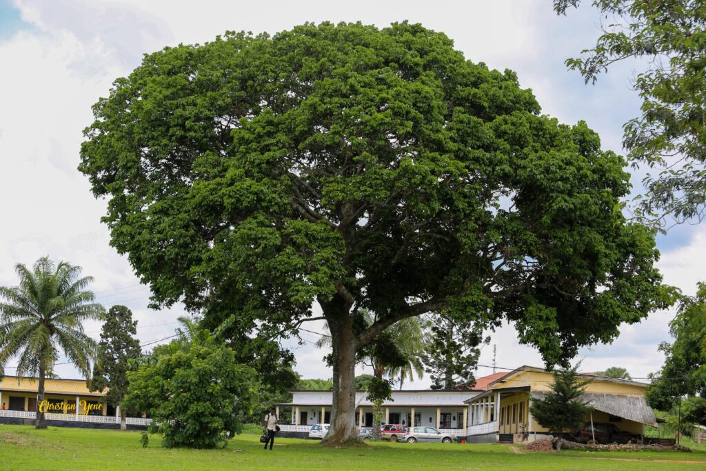 Témoin de l'histoire à Akono